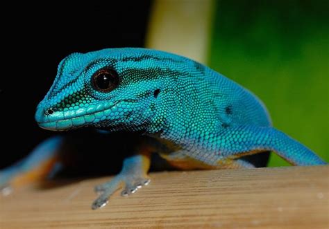 Lygodactylus Williamsi Himmelblauer Zwergtaggecko Rainforest