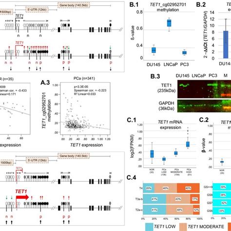 Analysis Of Tet1 Expression By Immunohistochemistry Using Conventional