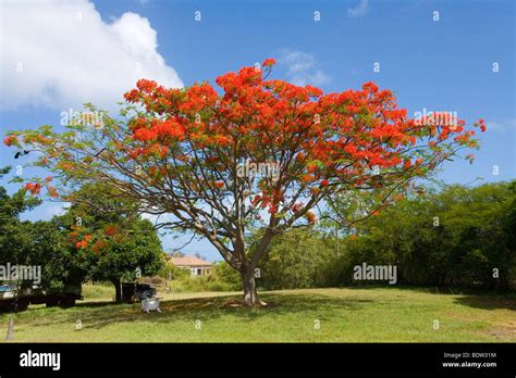 Flamboyant Tree In The Caribbean Stock Photo Alamy