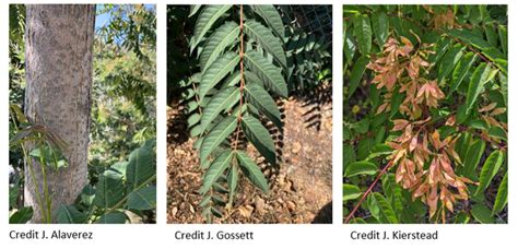 Tree-of-Heaven Overview - Invasive Spotted Lanternfly