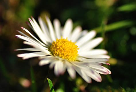 Common Daisy Flower Plant - Free photo on Pixabay