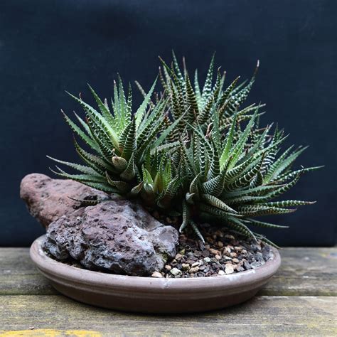 My Gardening Archive Zebra Plant Haworthia