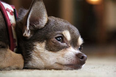 SUERO Casero Para Perros DESHIDRATADOS