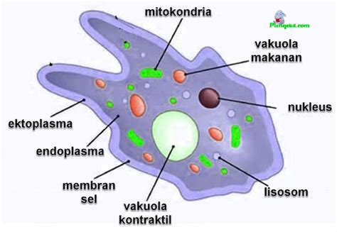 Fungsi Membran Plasma Sitoplasma Inti Sel Dan Vakuola Amoeba