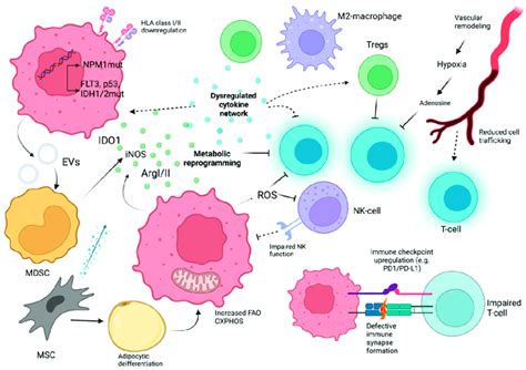 The Immune Landscape In AML A Complex Network Of AML Cell Extrinsic