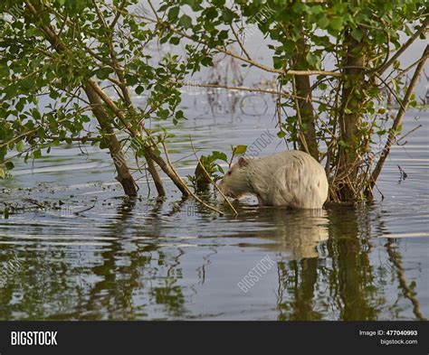 Albino Nutria Invasive Image Photo Free Trial Bigstock