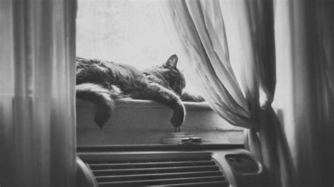 Premium Photo | Cat sleeping on window sill