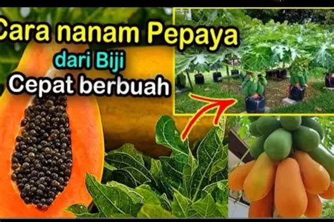 Tips Agar Pepaya Cepat Berbuah Meski Ditanam Dalam Pot Petani Milenial