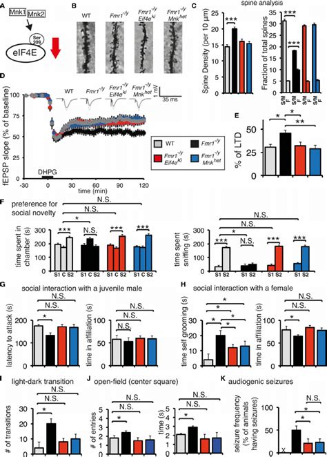 Genetic Reduction Of EIF4E Phosphorylation Rescues FXS Like Phenotypes