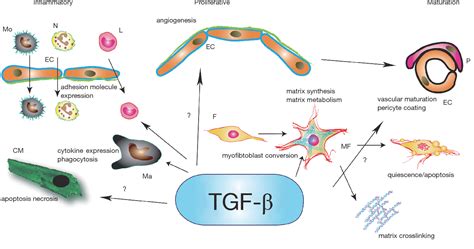 Figure 1 From The Role Of Transforming Growth Factor Tgf β In The