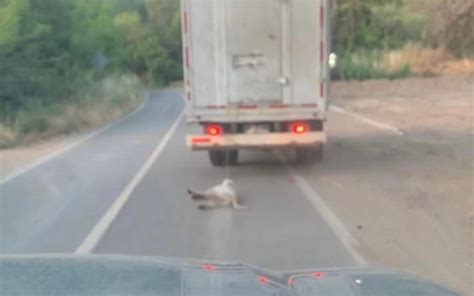 Nogales Prisión preventiva para acusado de maltrato animal