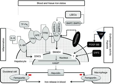 Positive And Negative Regulators Of Hepcidin Synthesis Hepcidin Download Scientific Diagram