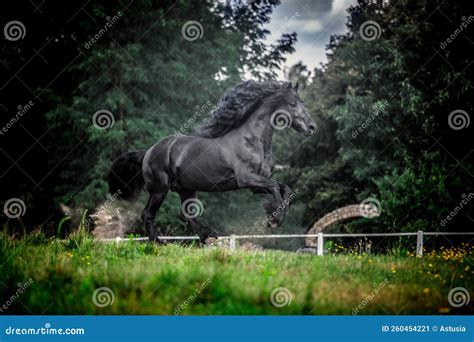 Black Friesian stallion stock image. Image of freedom - 260454221