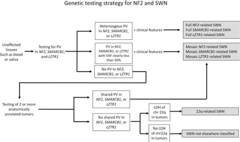 Neurofibromatosis Type 2 Chromosome 22