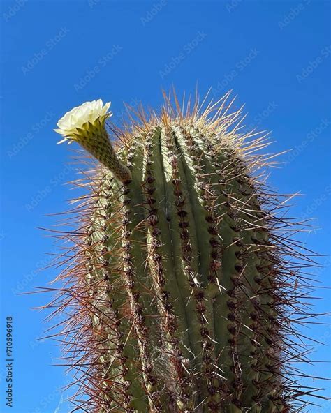 Soehrensia Spachiana Flower In The Atacama Desert Commonly Known As