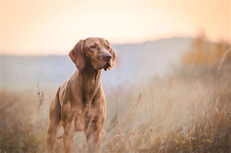 Frontline Plus Vs Frontline Gold For Dogs Which One Is Better