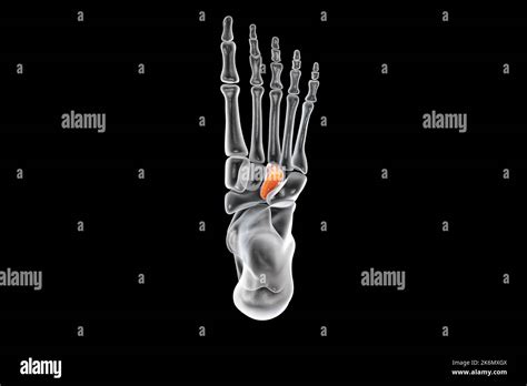 Lateral cuneiform bone, illustration Stock Photo - Alamy