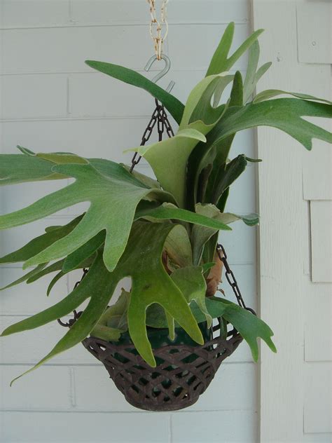 Hanging Idea For My Staghorn Fern Ferns Garden Veg Garden Indoor