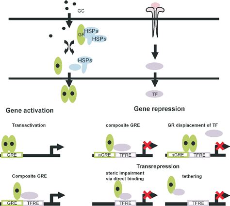 Figure 1 From Molecular Mechanisms Of Gr Molecular Mechanisms Of