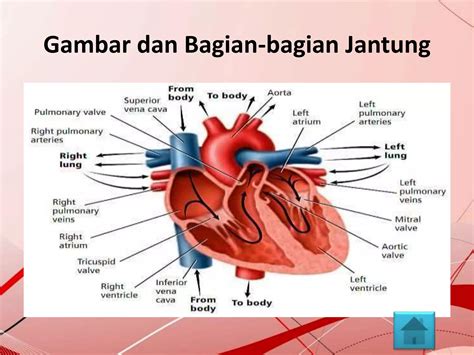 Sistem Peredaran Darah Ppt