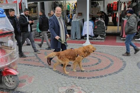 Edirne Belediye Başkanı Gürkan Sahiplendiği Foks ile Şehir Turuna