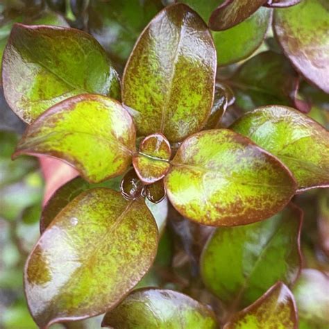 Coprosma Pina Colada L Shrub Garden Scene Jersey