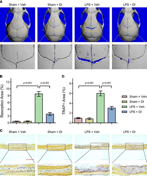 Frontiers Aging Relevant Metabolite Itaconate Inhibits Inflammatory