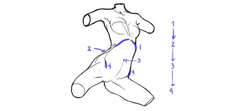 How To Draw The Female Torso An In Depth Guide