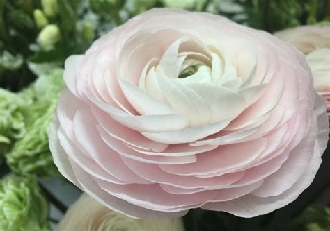 Clooney Hanoi Ranunculus From Italy So Lovely Ranunculus Wedding