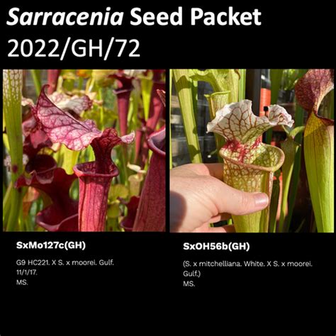 2022 GH 72 Sarracenia Seeds Mysite