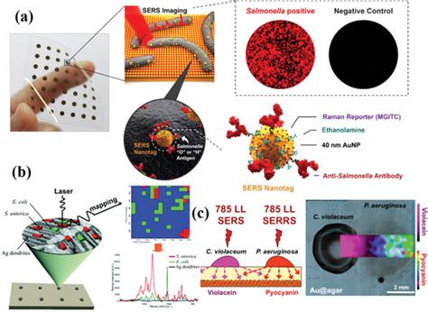 Bacteria Detection From Powerful Sers To Its Advanced Compatible