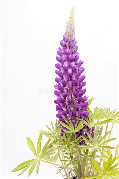 Purple lupin flower stock image. Image of bloom, nature - 99332969