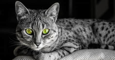 Discover the Three Rarest Cat Eye Colors - A-Z Animals