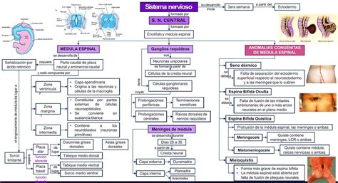 Mapa Conceptual Sistema Nervioso 6 Nikol Jimena Chavez Guerrero Udocz