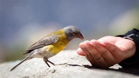 Arti Mimpi Menangkap Burung Dengan Tangan Sendiri Konon Penyakit Bakal