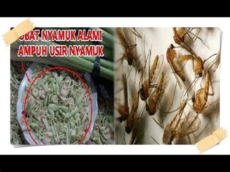 Cara Mengusir Nyamuk Secara Alami YouTube