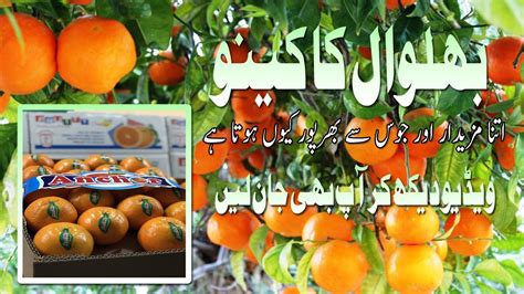 How To Harvest Orange Kinnow In Sargodha Pakistan Anchor Pack House