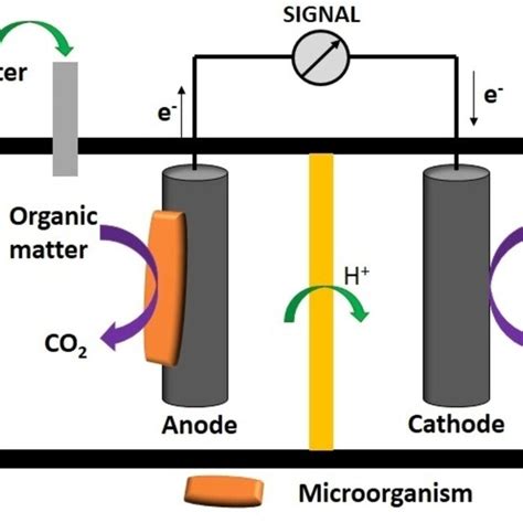 Schematic Illustration Of Microbial Fuel Cell Download Scientific