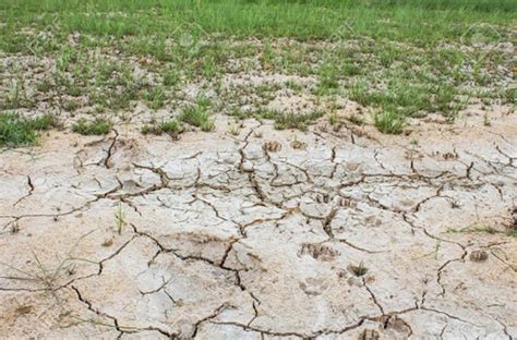 Salinidad De Suelos Amenaza A Más De 1 Millón De Hectáreas Fao