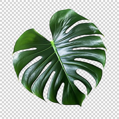 Premium Psd Tropical Monstera Leaf Isolated Png