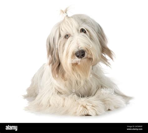 How To Cut A Bearded Collie