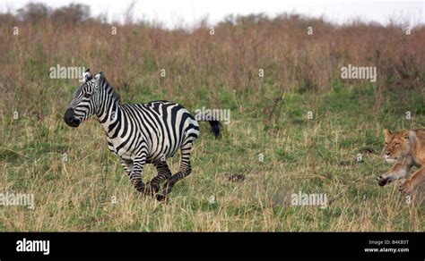 Lion Chasing Zebra Fotos Und Bildmaterial In Hoher Auflösung Alamy