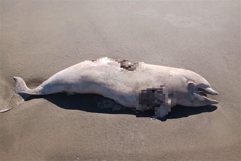 Boto Encontrado Morto Em Praia De Sc Les Es Sugestivas De