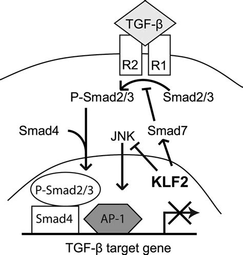 Klf2 Suppresses Tgf β Signaling In Endothelium Through Induction Of Smad7 And Inhibition Of Ap 1