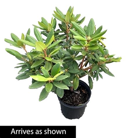 Spring Hill Nurseries Boursault Rhododendron Purple Flowering Shrub in ...