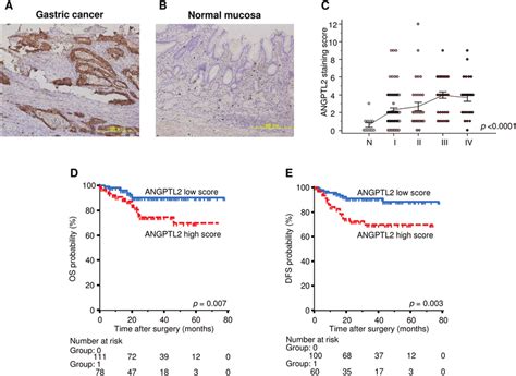 Immunohistochemical Analysis Representative Photomicrographs Of