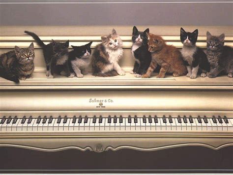 Piano Cats Keys Kittens Sitting Adorable Cats Fur Piano Hd