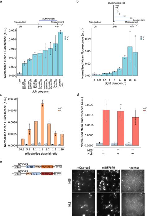 Optimization Of Mopto T Rnap In Hek T Cells A Screening Through