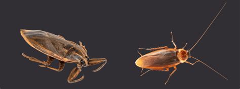 A Water Bug Identification Guide Explained With Pictures Off