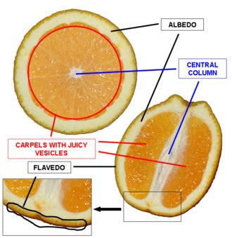 Fruit Anatomy